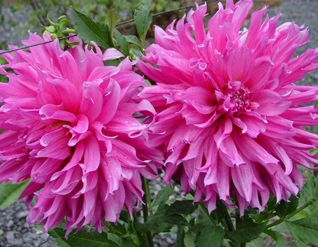 fiore dalia