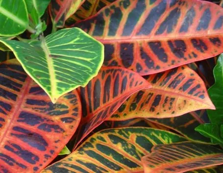 Un varietà della pianta di Croton