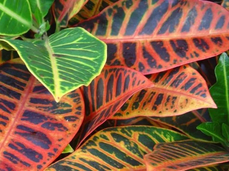 Un varietà della pianta di Croton