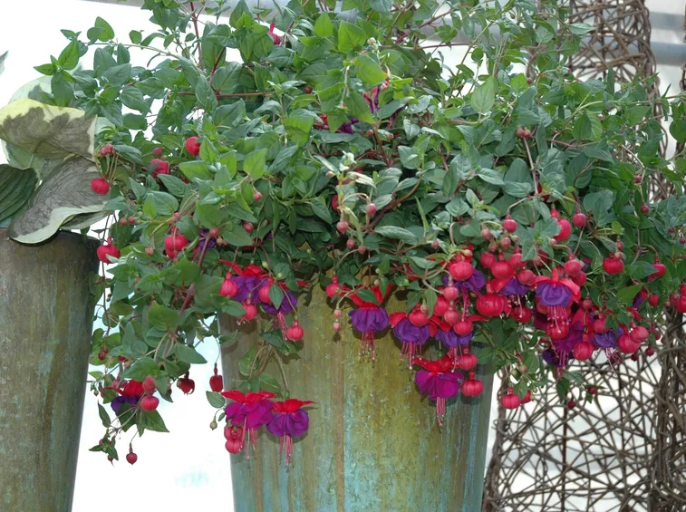 Un esemplare di fuchsia in fiore