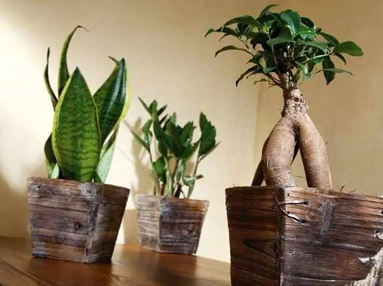 Tre esempi di piante d'interni: Sanseveria, Zamioculcas, Ficus Ginseng bonsai