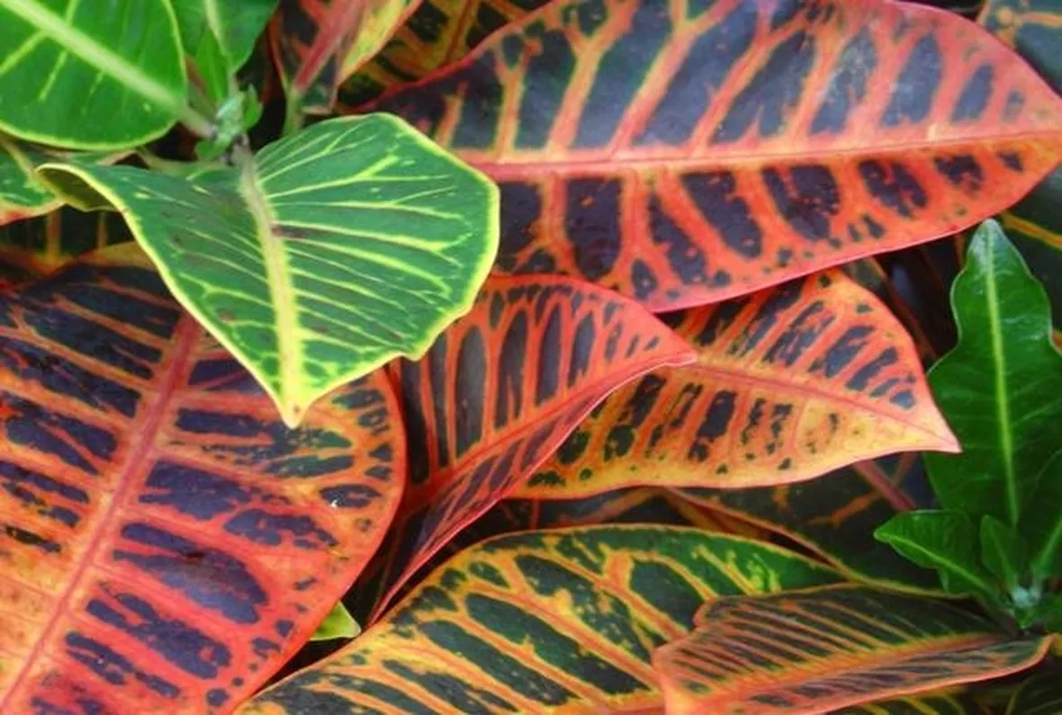 Un varietà della pianta di Croton