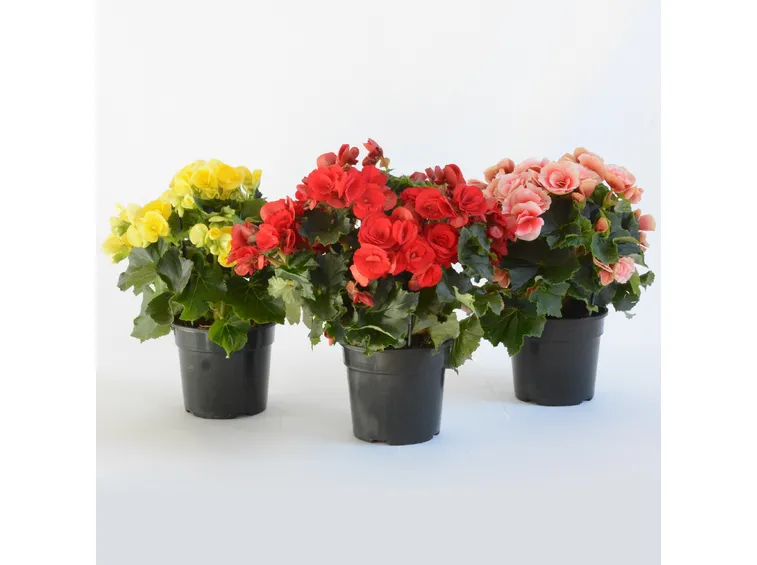 begonia
