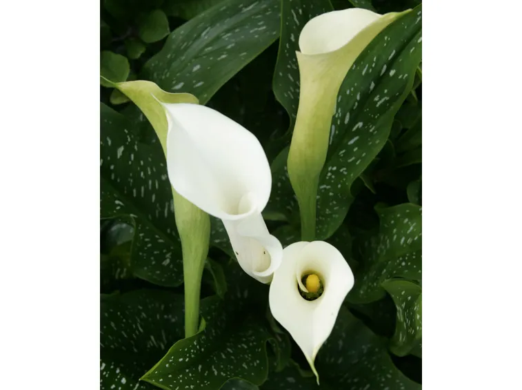calla