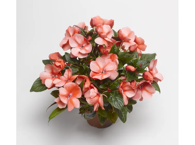 begonia
