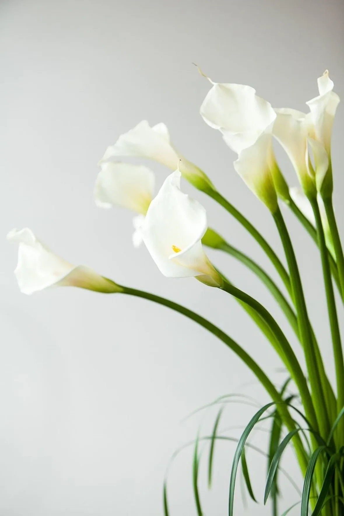 calla