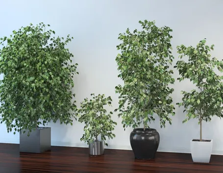 ficus benjamin