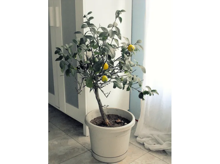piante da interno