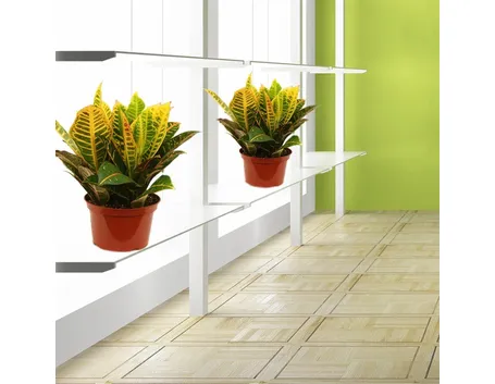 croton