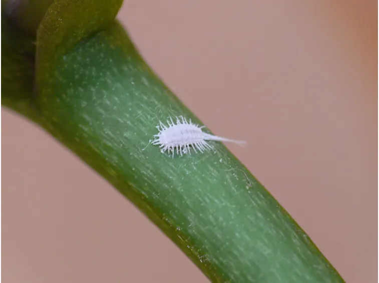 Cocciniglia orchidea