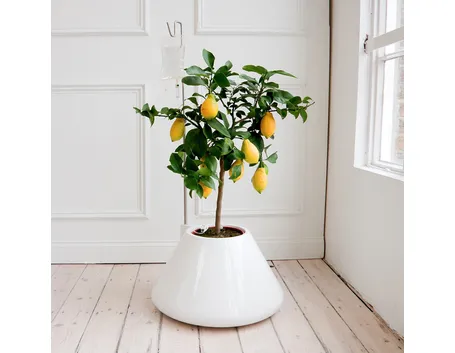 piante per la casa