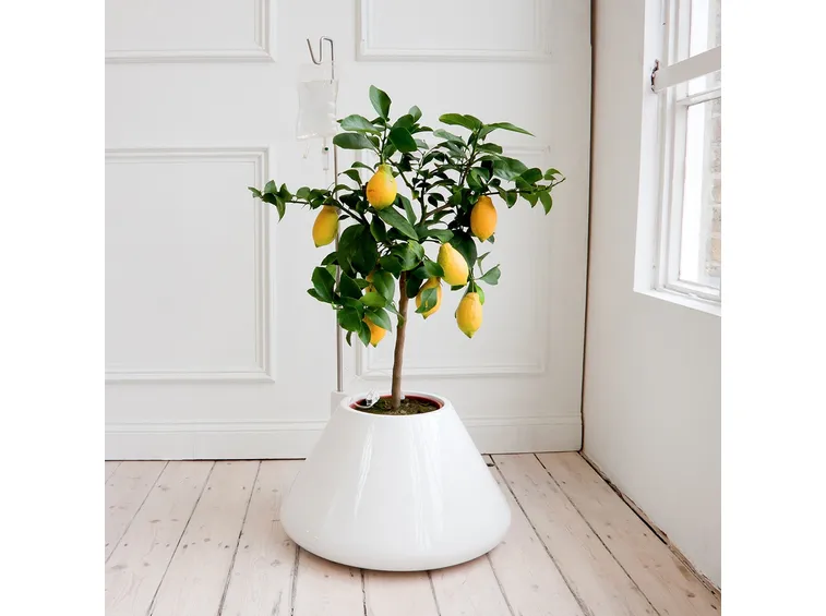 piante per la casa