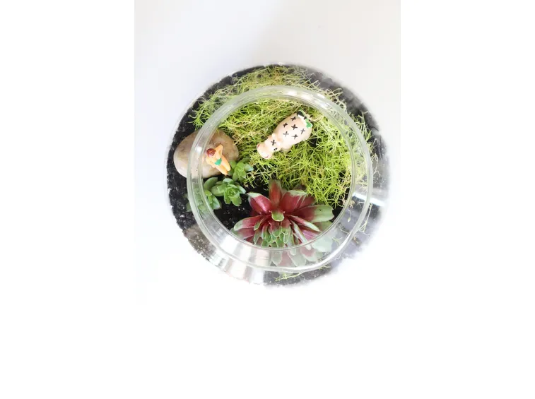 terrarium