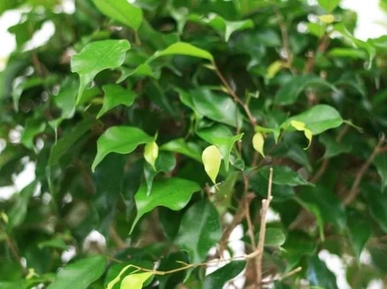 Pianta di ficus.
