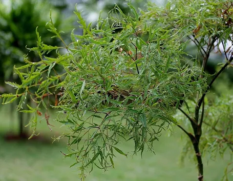 polyscias