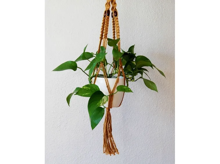 pothos