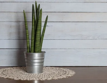 Sansevieria mikado vaso