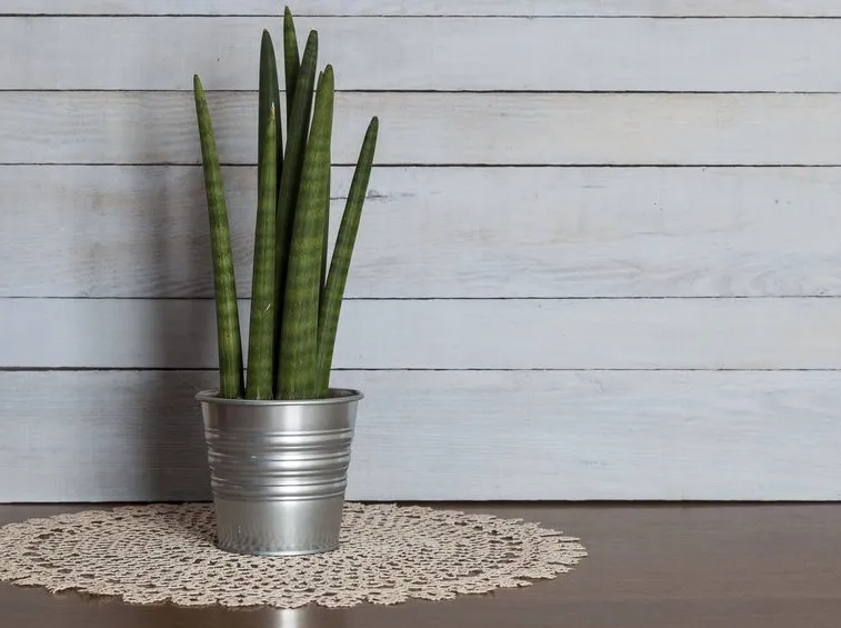 Sansevieria mikado vaso