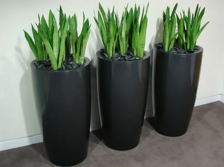 Design vasi sansvieria