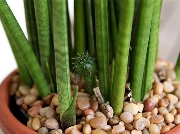 Pianta sanseveria mikado