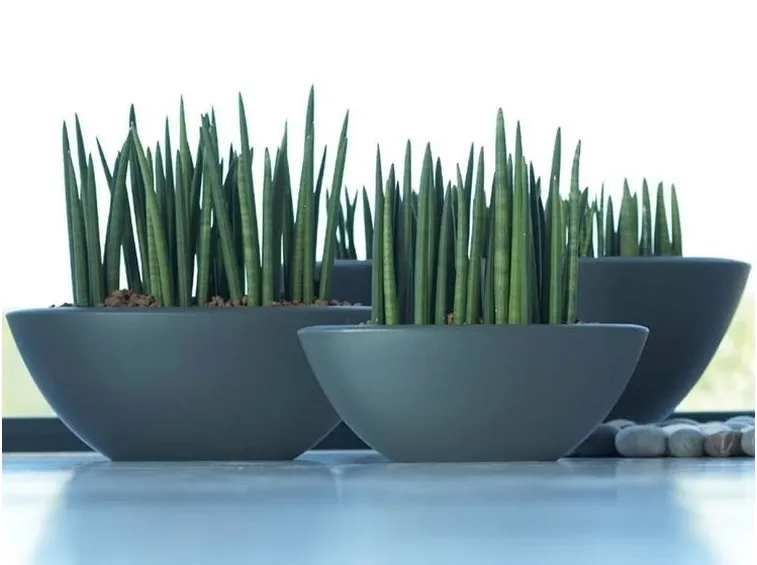 sanseveria mikado