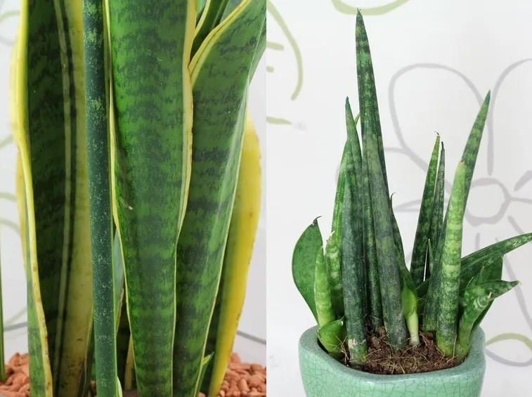 Foglie sansevieria