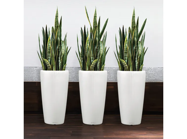 Sansevieria trifasciata in vaso