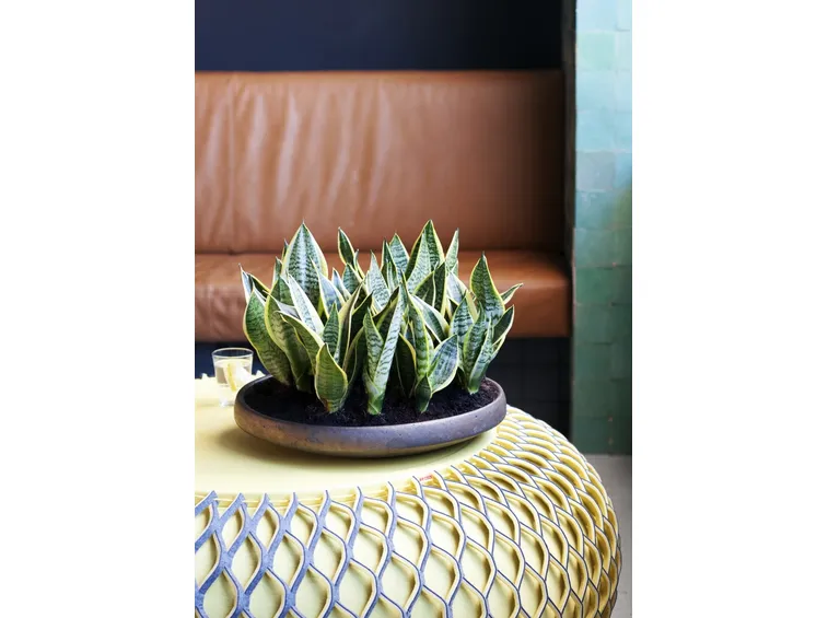 piccole piante di Sansevieria