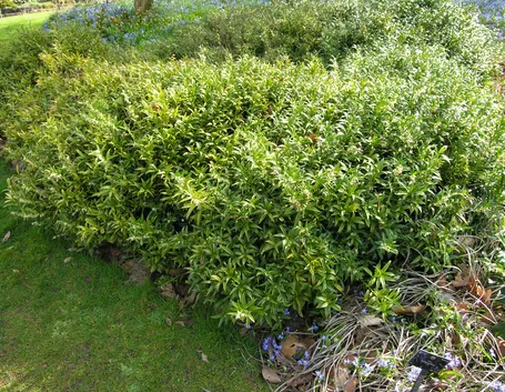 Cespugli sarcococca