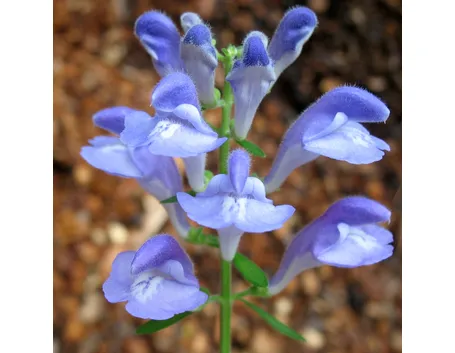 Scutellaria costaricana