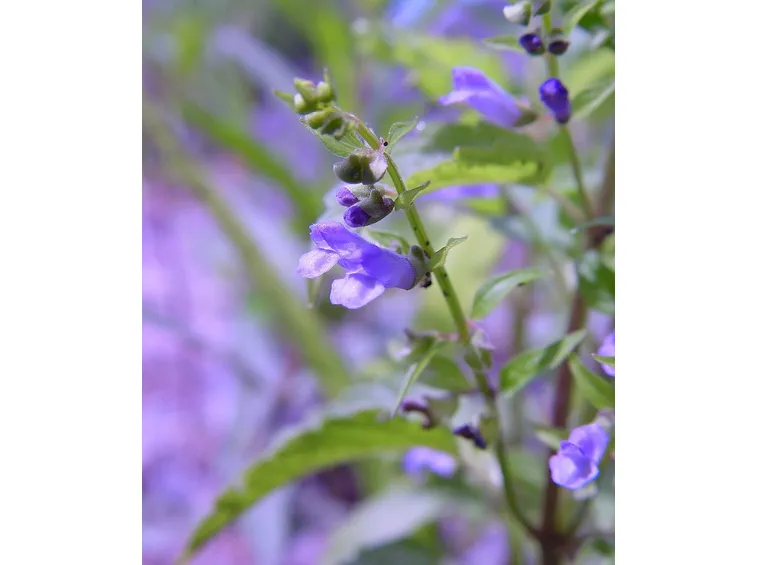 Scutellaria 