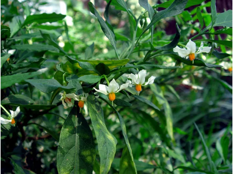 Solanum pianta