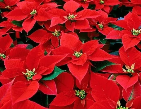 Varietà di stella di Natale