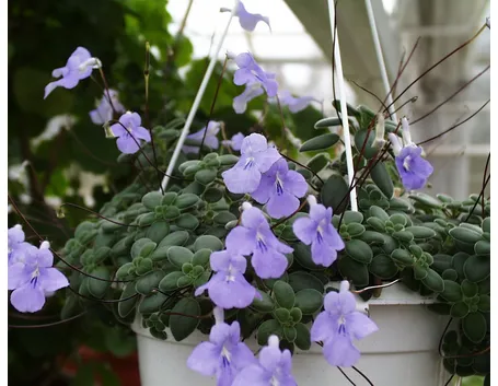 streptocarpus fiore