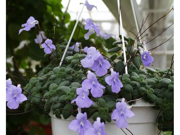 streptocarpus fiore