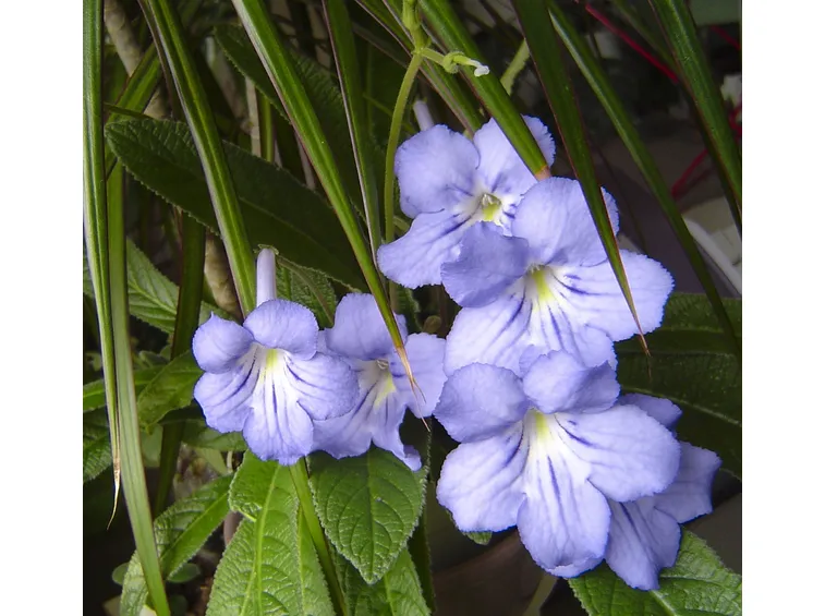 streptocarpus foglia