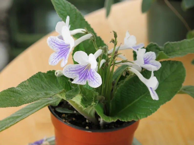 streptocarpus pianta