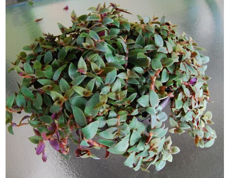Tradescantia bracteata