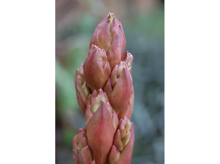 yucca gloriosa