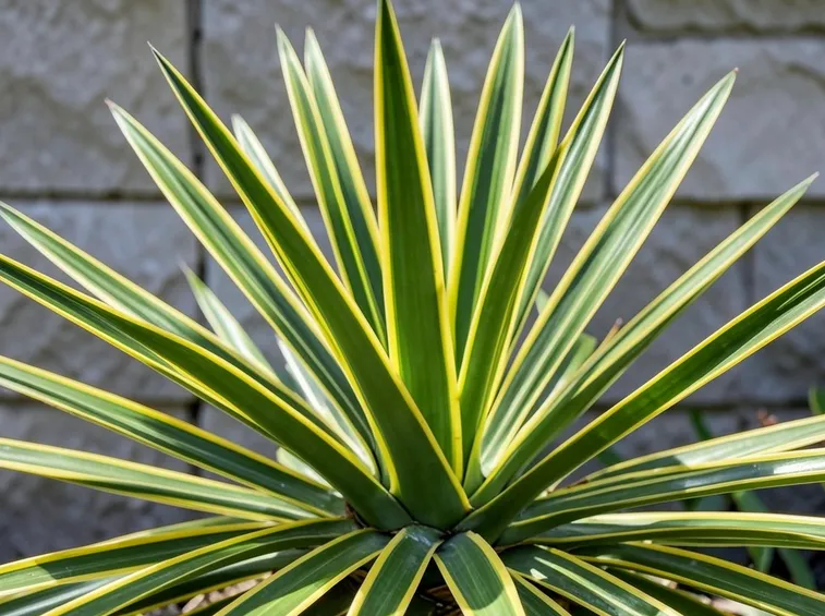 yucca gloriosa in fiore
