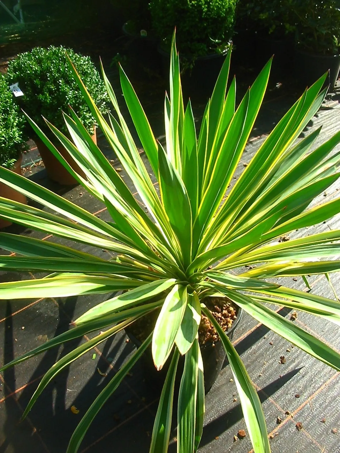 fiori di yucca gloriosa