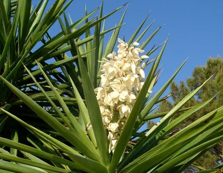 Fiori in un esemplare di Yucca