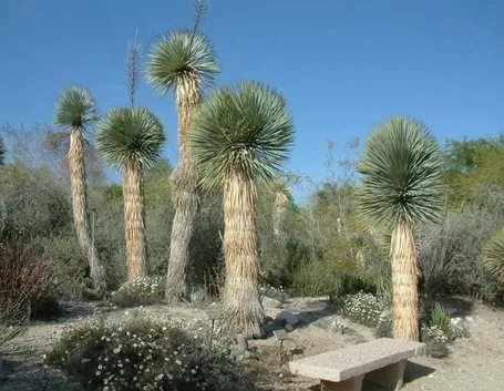 Piante di yucca rostrata