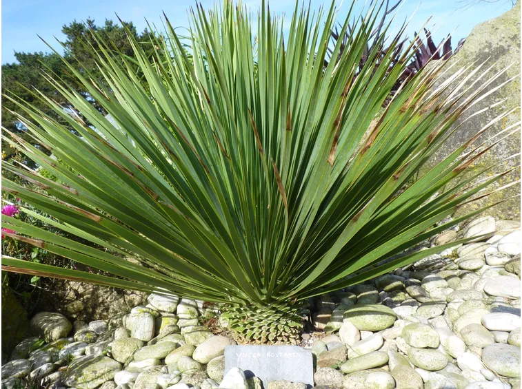 Varietà di yucca rostrata