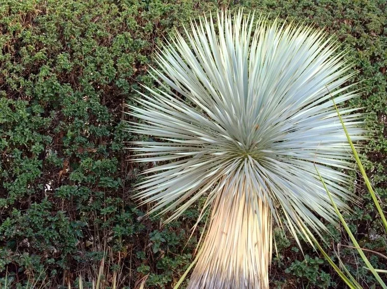 Foglie di yucca rostrata