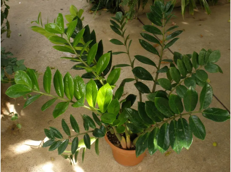 Zamioculcas