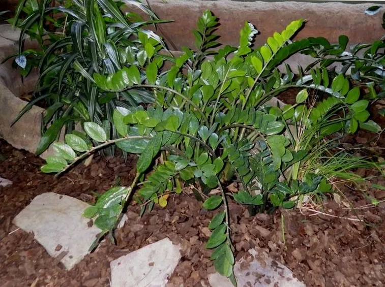 Pianta zamioculcas