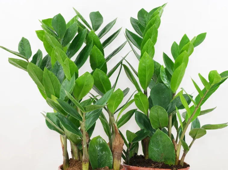 Foglie zamioculcas
