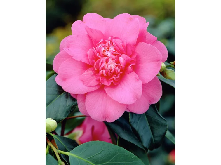 camelia
