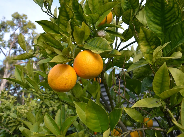 albero limoni